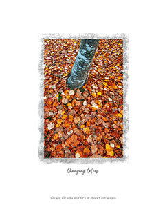 Single tree trunk in lawn of autumn leaves; Button for Autumn Gallery.