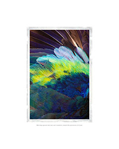 Close-up of feathers, multi-colored.