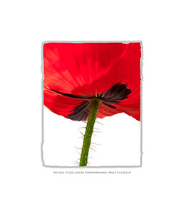 Lower stem and bottom of red petals of Poppy.