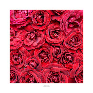 Close up mass of red roses.